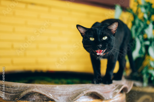 The black cat with yellow eyes  hiss