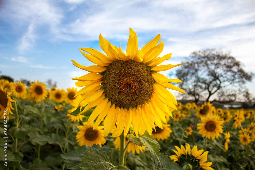 Fototapeta premium sunflower in the field