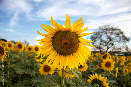 sunflower in the field