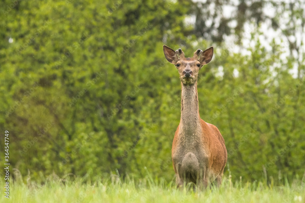 Obraz premium Red Deer stag in the forest. Bieszczady. Carpathian Mountains. Poland.