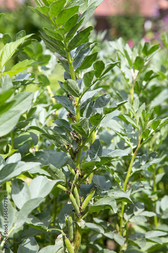Ackerbohnen oder Saubohnen  Vicia faba  Pflanzen im Gem  segarten