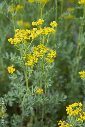 Weinraute (Ruta graveolens) im Garten. Die Pflanze zählt zu den Gewürzpflanzen sowie zu den traditionellen pflanzlichen Heilmitteln.