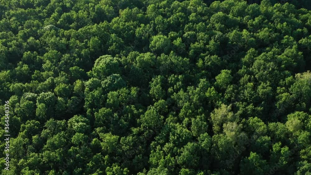 Aerial View Tops of Forest Trees Aerial View Tops of Forest Trees
