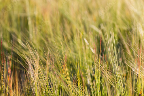 Abstract barley fields