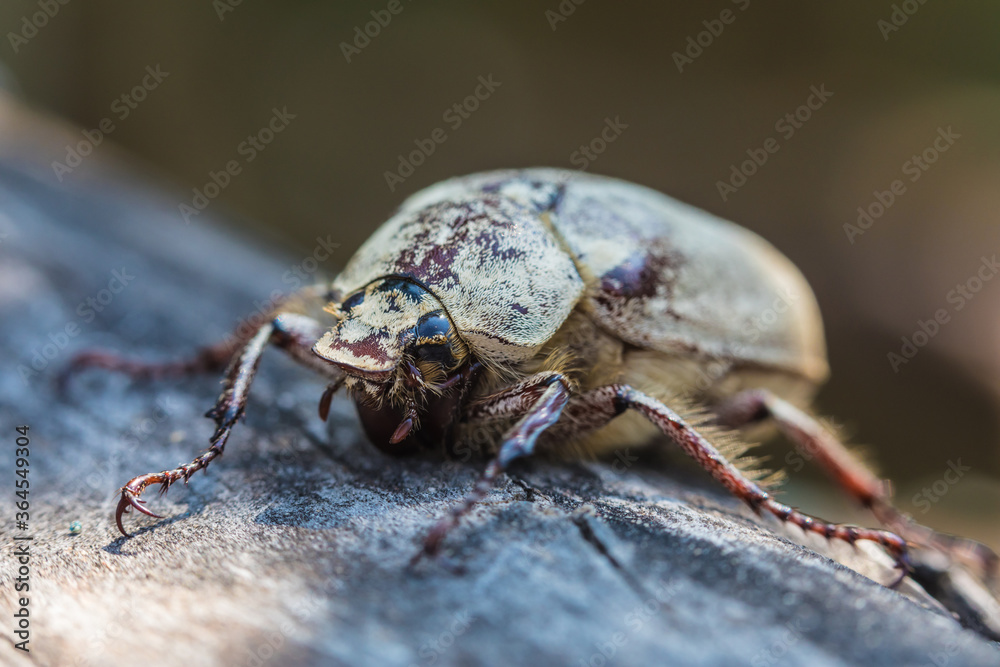 The macro shot of the beautiful grey and brown beetle on the wood or timber log in the sunny summer or spring weather The macro shot of the beautiful grey and brown beetle on the wood or timber log in the sunny summer or spring weather