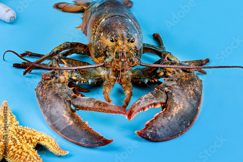 Fishing business. A live lobster with starfish on blue background.