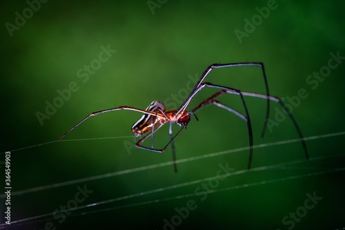 Shallow focus macro shot of a long-jawed orb weaver spider standing on its webs photo