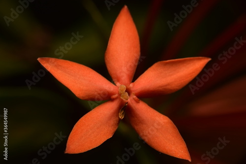 Close-up of five petal red flower of Pentas.
