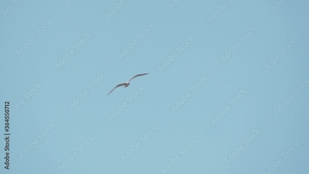A Lone Seagull Flying On The Bright Blue Sky In Avola, Sicily, Italy. - wide shot A Lone Seagull Flying On The Bright Blue Sky In Avola, Sicily, Italy. - wide shot