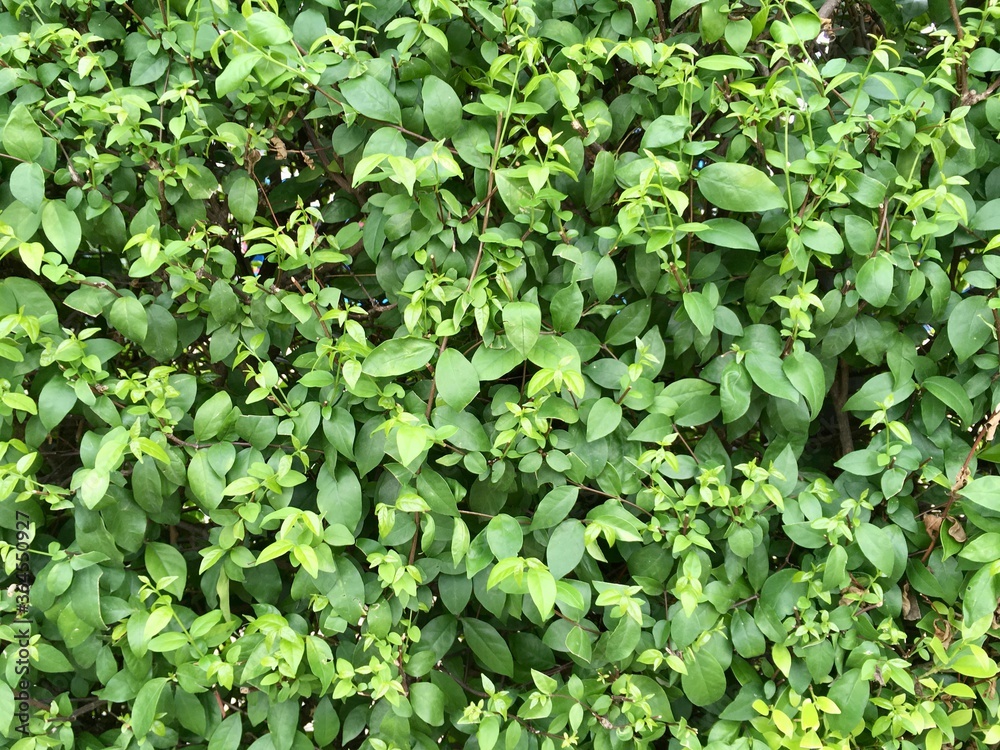 green leaves background green leaves background