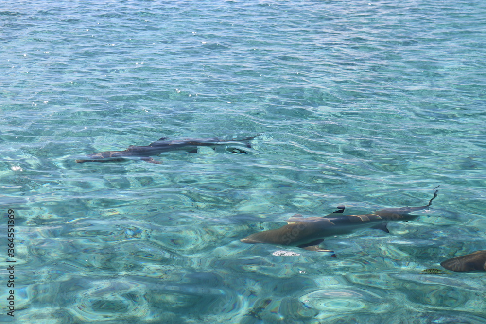 Obraz premium Requins de lagon à Taha'a, Polynésie française