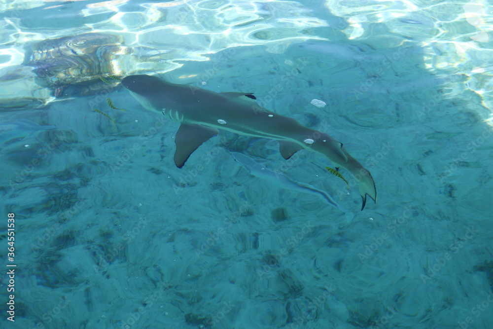 Requin de lagon à Taha'a, Polynésie française