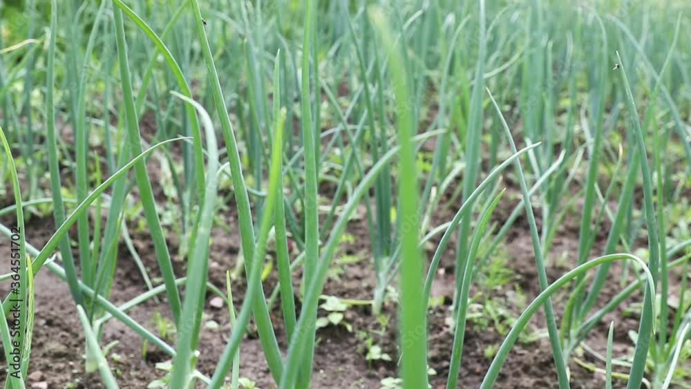 green green onion leaves growing on the ground. organic vegetable trembling from the wind. beautiful farm background and concept of harvest