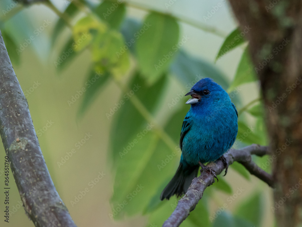 Indigo Bunting (Passerina cyanea) perched on branch soft green leaves background Indigo Bunting (Passerina cyanea) perched on branch soft green leaves background