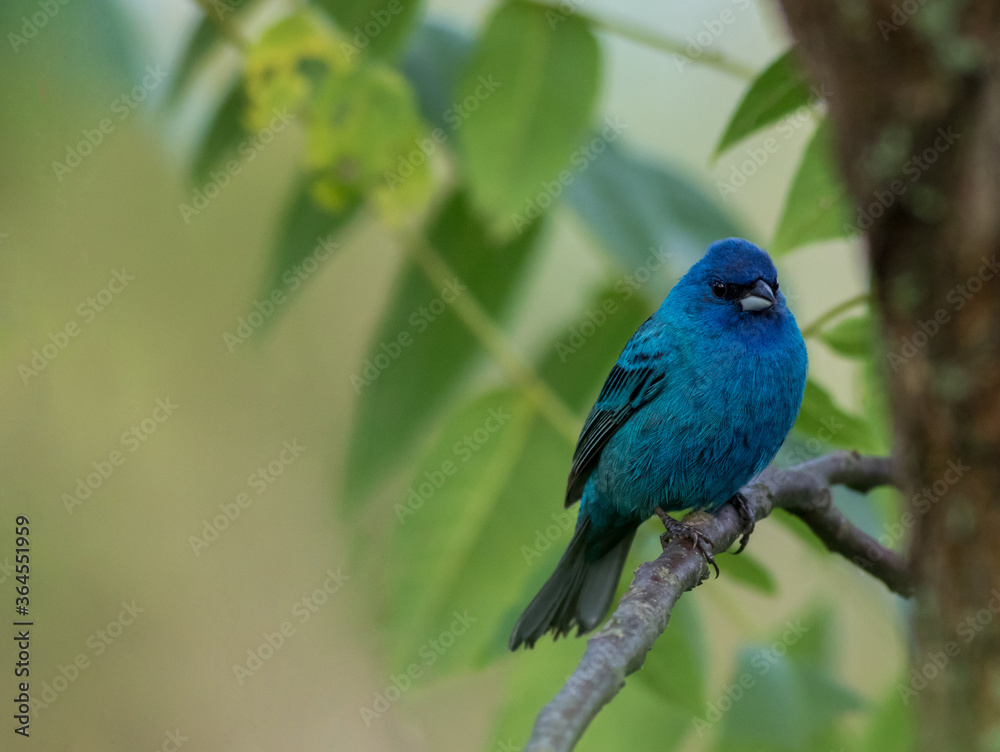 Indigo Bunting (Passerina cyanea) perched on branch soft green leaves background