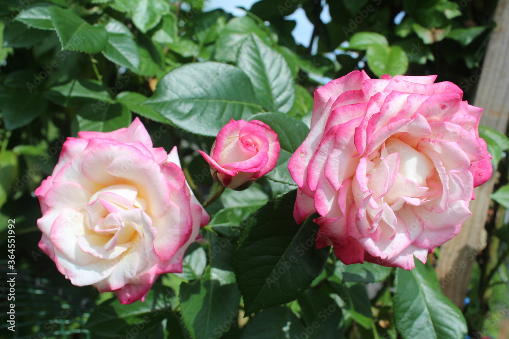 pink roses in garden pink roses in garden