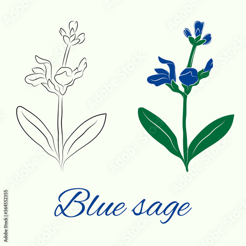 Blue sage flower, outline and colored versions. Vector illustration.