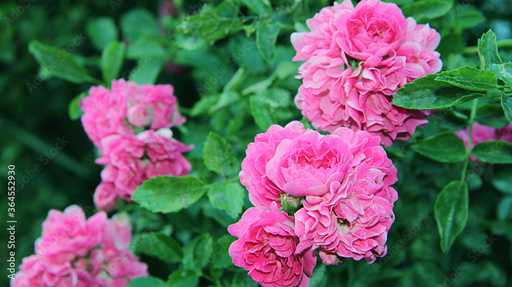 pink flowers in a garden pink flowers in a garden