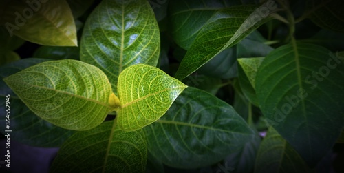 There are many leaves lined up in the front yard  shining the morning light.