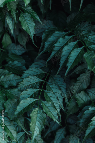 green leaves and green background