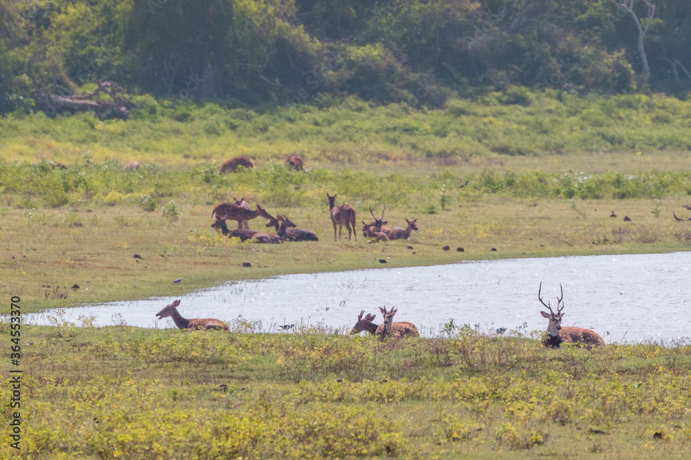 Spotted Deer