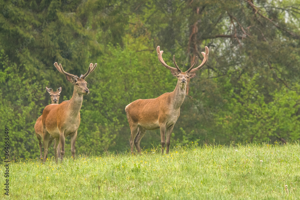 Fototapeta premium Red Deer stag in the forest. Bieszczady. Carpathian Mountains. Poland.