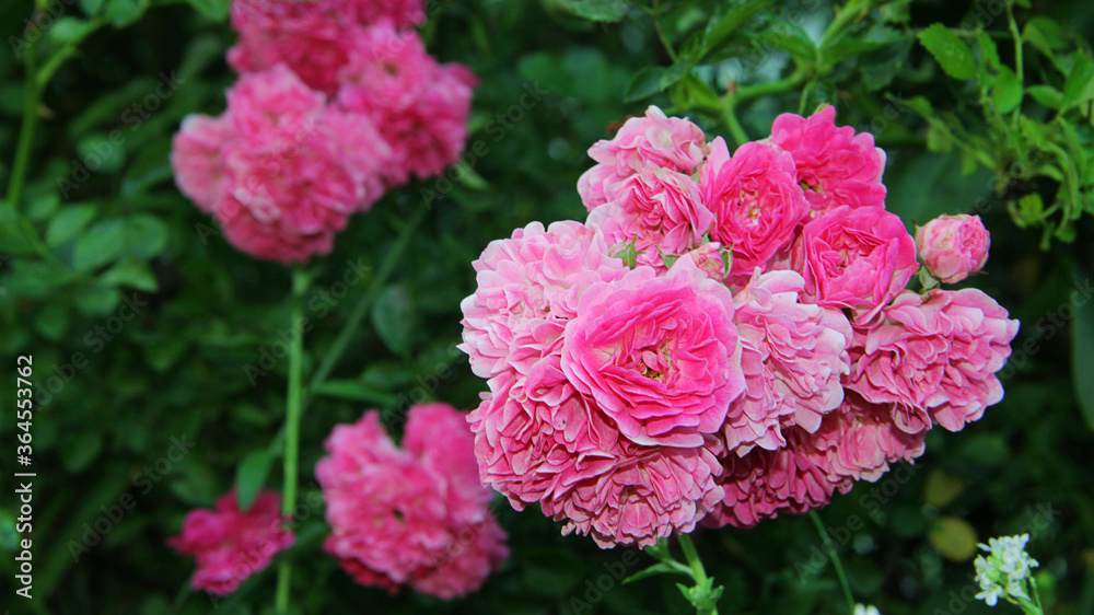 pink roses in garden