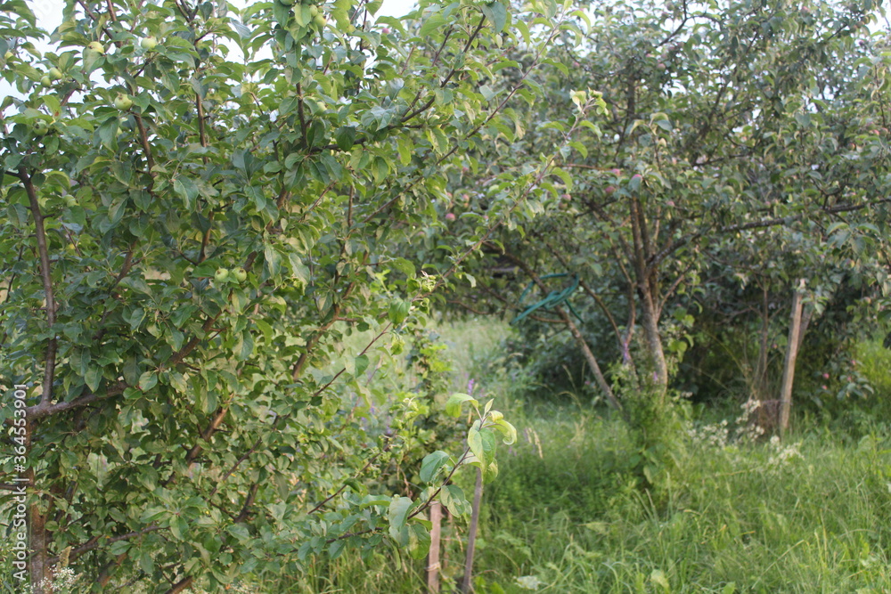 Fototapeta premium apple tree in the garden