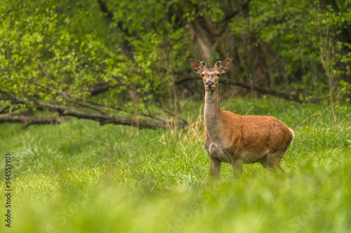 Fototapeta Naklejka Na Ścianę i Meble -  Red Deer stag in the forest. Bieszczady. Carpathian Mountains. Poland.
