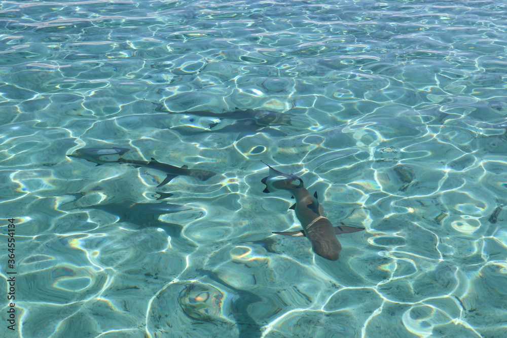 Requins de lagon à Taha'a, Polynésie française