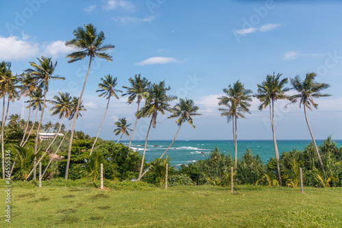 Tangalle - palm trees on the beach