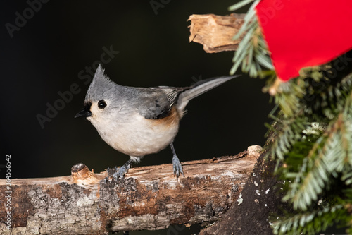 Tufted Titmouse Playing with a Merry Christmas Wreath