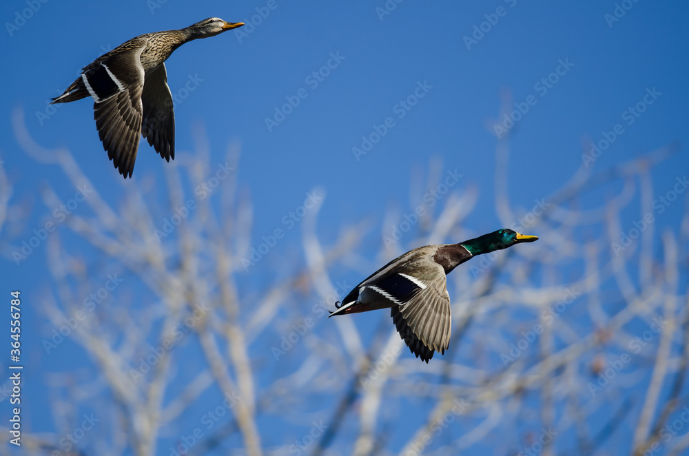 Obraz premium Pair of Mallard Ducks Flying Past the Winter Trees