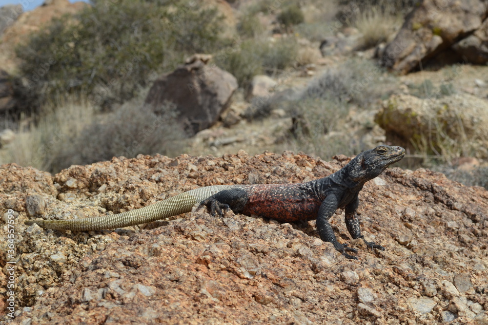 Chuckwalla Chuckwalla