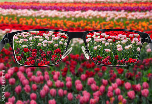 Focused tulips field when looking through glasses frame. Black metal glasses looking through colorful flower field. Glasses for people with visual impairment. Medical condition