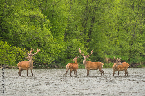 Fototapeta Naklejka Na Ścianę i Meble -  Red Deer stag in the river. Bieszczady. Carpathians. Poland.