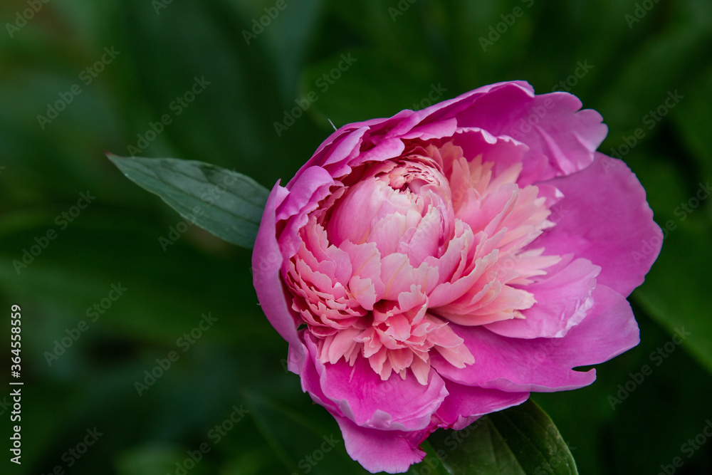 Obraz premium Pink peony close up bloom