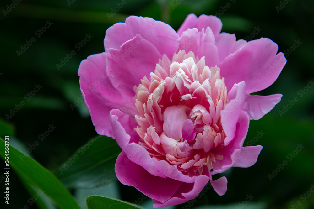 Pink peony close up bloom