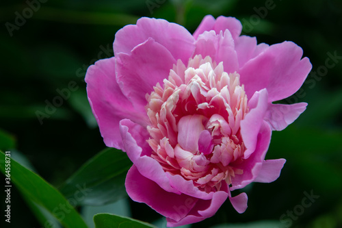 Pink peony close up bloom