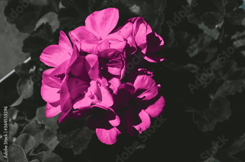 Piękny rozwinięty kwiat pelargonii w kolorze mocnego różu na monochromatycznych liściach. Kontrastowa kompozycja tła. photo
