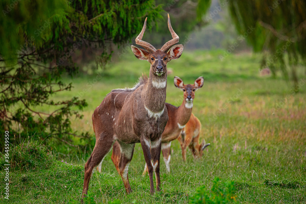 Herd of wild antelopes grazing in meadow of lush wood and looking at camera Herd of wild antelopes grazing in meadow of lush wood and looking at camera