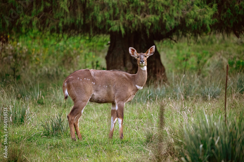 Wild antelope grazing in meadow of lush wood and looking at camera in Mountain Nyala, Ethiopia photo