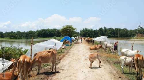 Domestic animals affected in the flood in assam, india