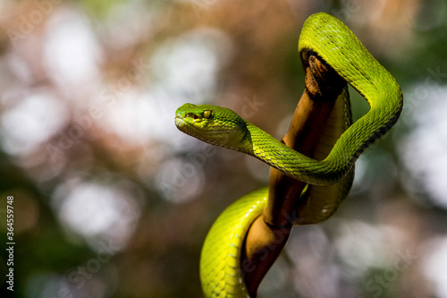 Green mangrove snake on a branch at a snake farm