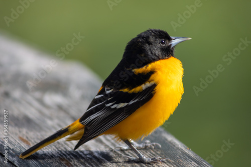 Baltimore Oriole on a railing