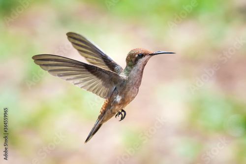 A juvenile Ruby Topaz hummingbird hovering with a light pastel bokeh background.