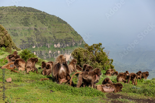 Group of gelada monkeys sitting on meadow slope covered with green grass in Ethiopia, Africa photo