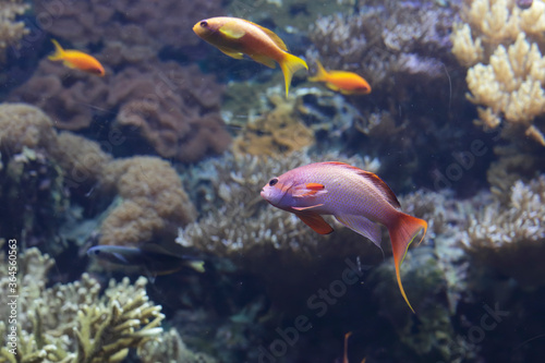 Red tropical fish
