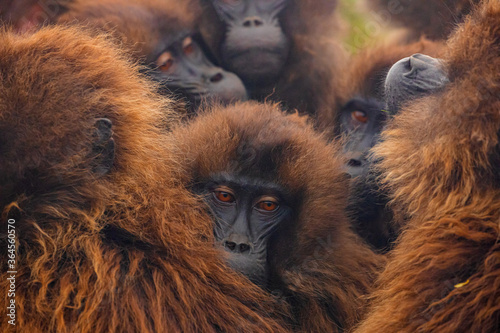 Fluffy muzzles of dense group of gelada baboons crowding in natural habitat in Ethiopia, Africa photo