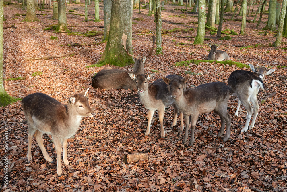 Many Bambis also fallow deer young on forest floor with brown leaves, many tree trunks in the background. Black Forest, Germany. Many Bambis also fallow deer young on forest floor with brown leaves, many tree trunks in the background. Black Forest, Germany.
